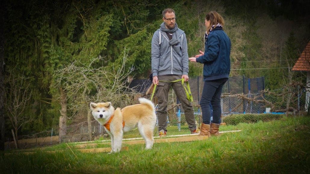 Beratungsgespräch in der Willenskraft-Praxis — Akita im orangen Y-Geschirr entspannt dabei