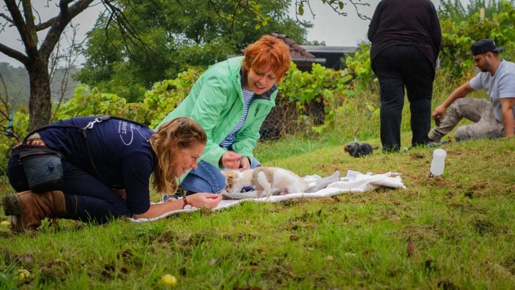 Welpenschule der Hundeschule Willenskraft — junger Hund lernt spielerisch erste Signale