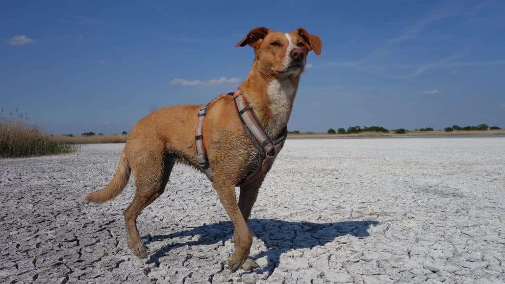 Hundetraining im Grünen — Hündin im Y-Geschirr, echter Moment aus der Willenskraft-Praxis
