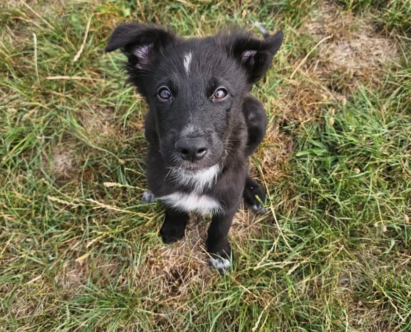 Hund bleibt mitten im Trubel entspannt — Gelassenheitstraining aus der Willenskraft-Praxis