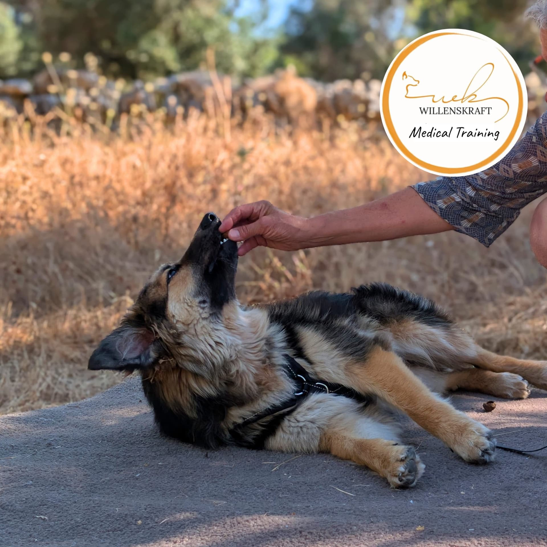 Medical Training der Hundeschule Willenskraft — kooperative Pflegeübung im Kurs
